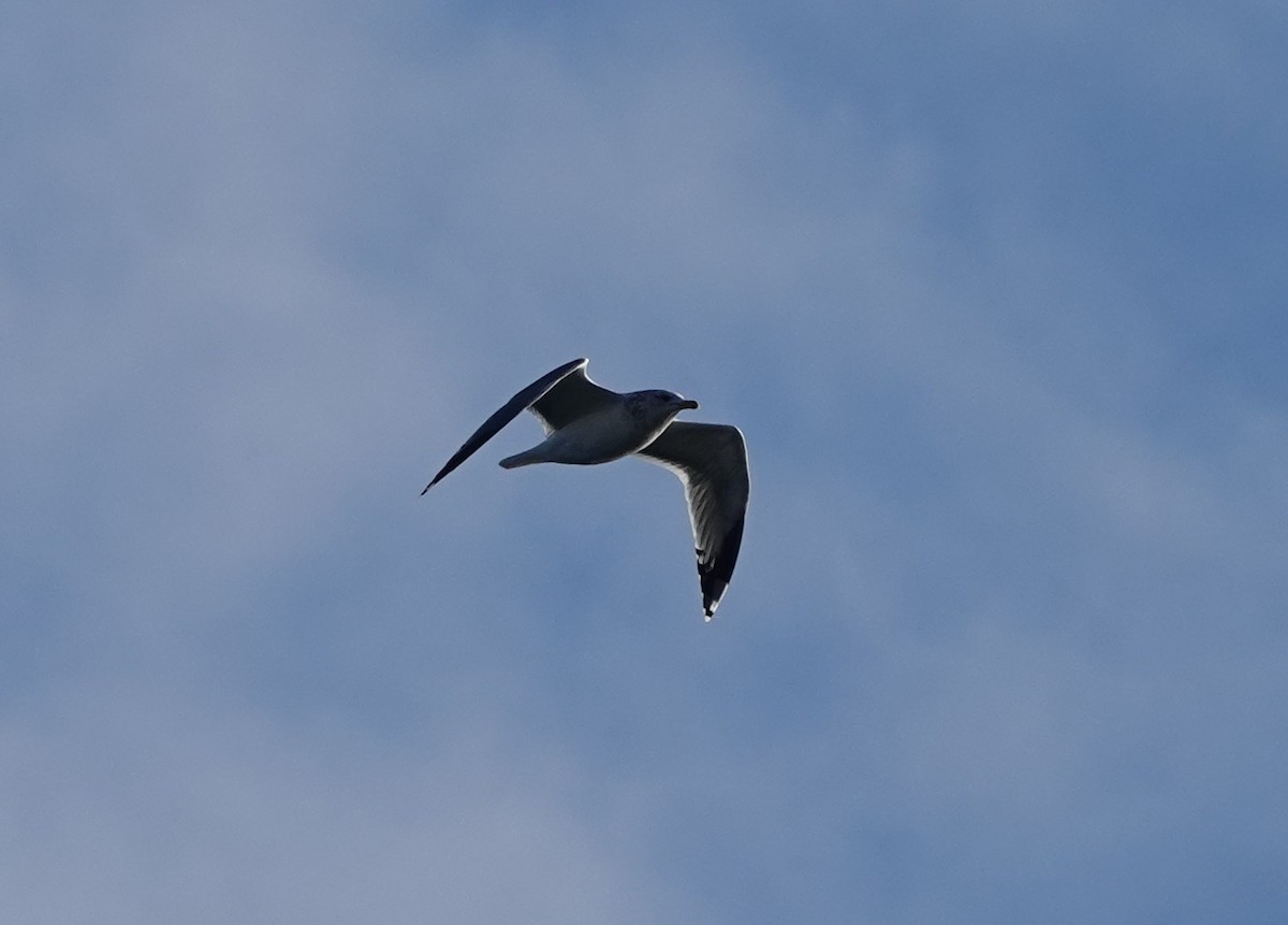 California Gull - ML625026785