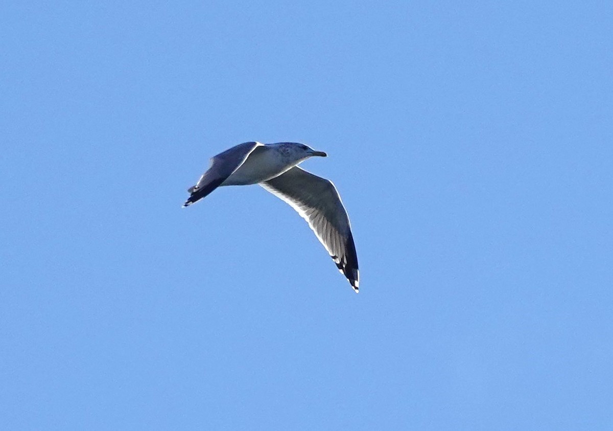 California Gull - ML625026786
