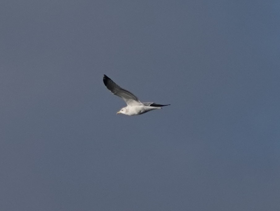 California Gull - ML625026787