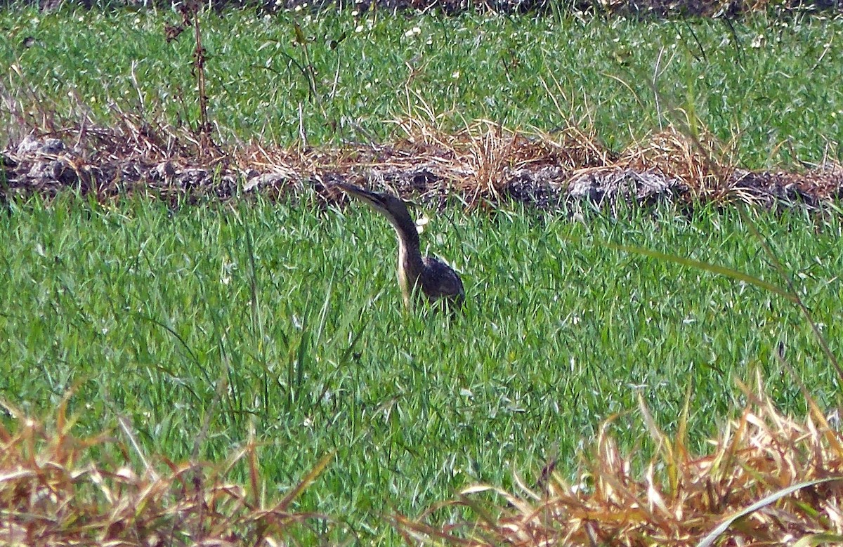 Pinnated Bittern - ML625026826