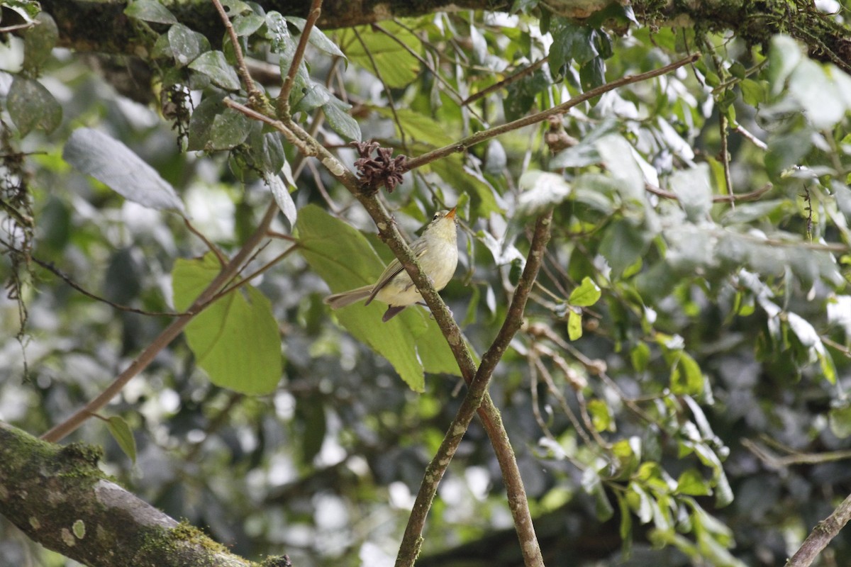 Oustalet's Tyrannulet - ML625026852