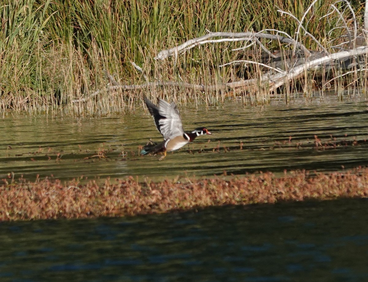 Wood Duck - ML625026863