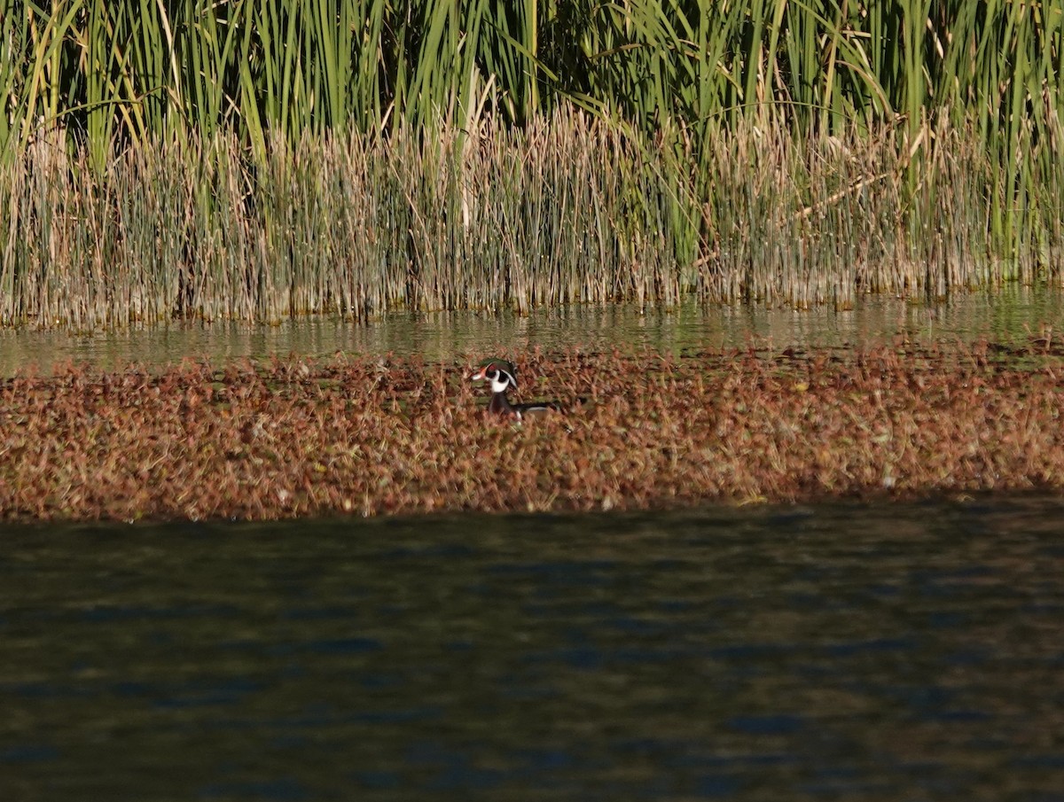 Wood Duck - ML625026865