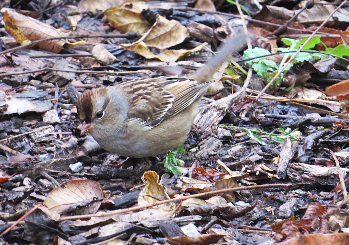 White-crowned Sparrow - ML625026933