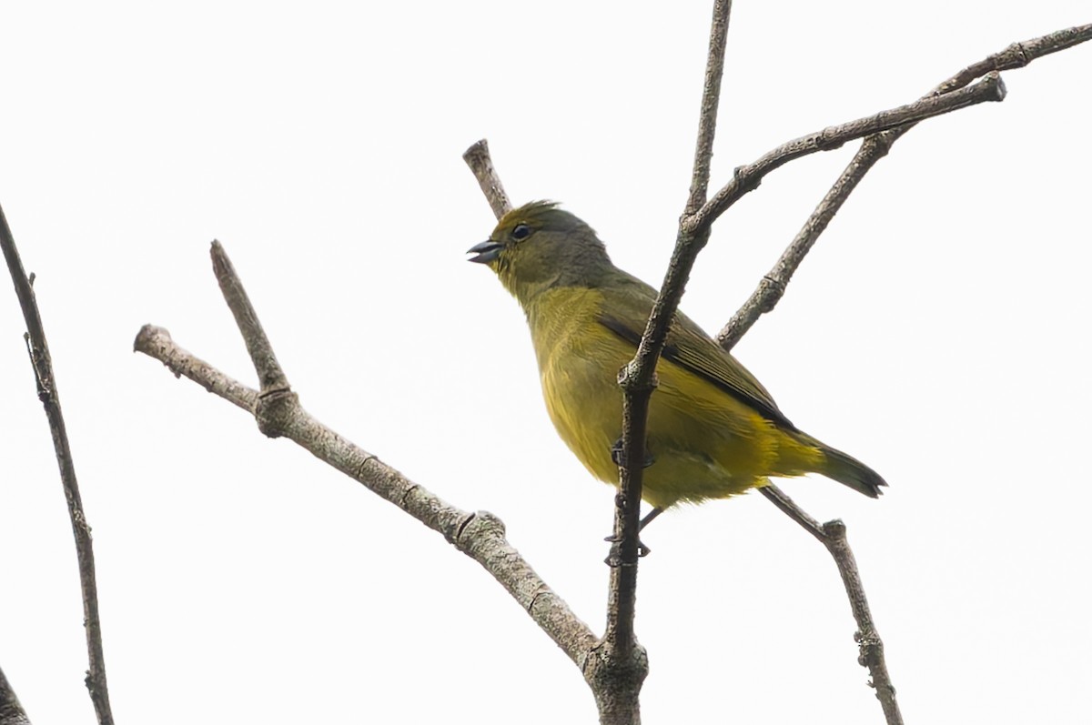 Scrub Euphonia - ML625026952