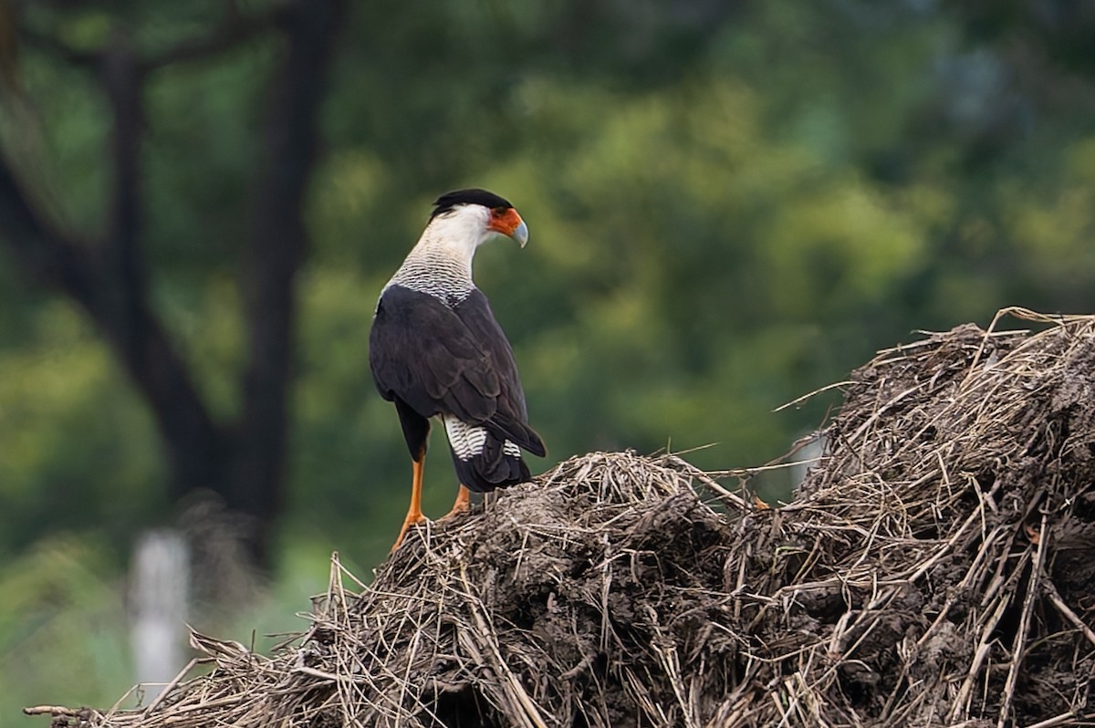 Caracara huppé - ML625026978