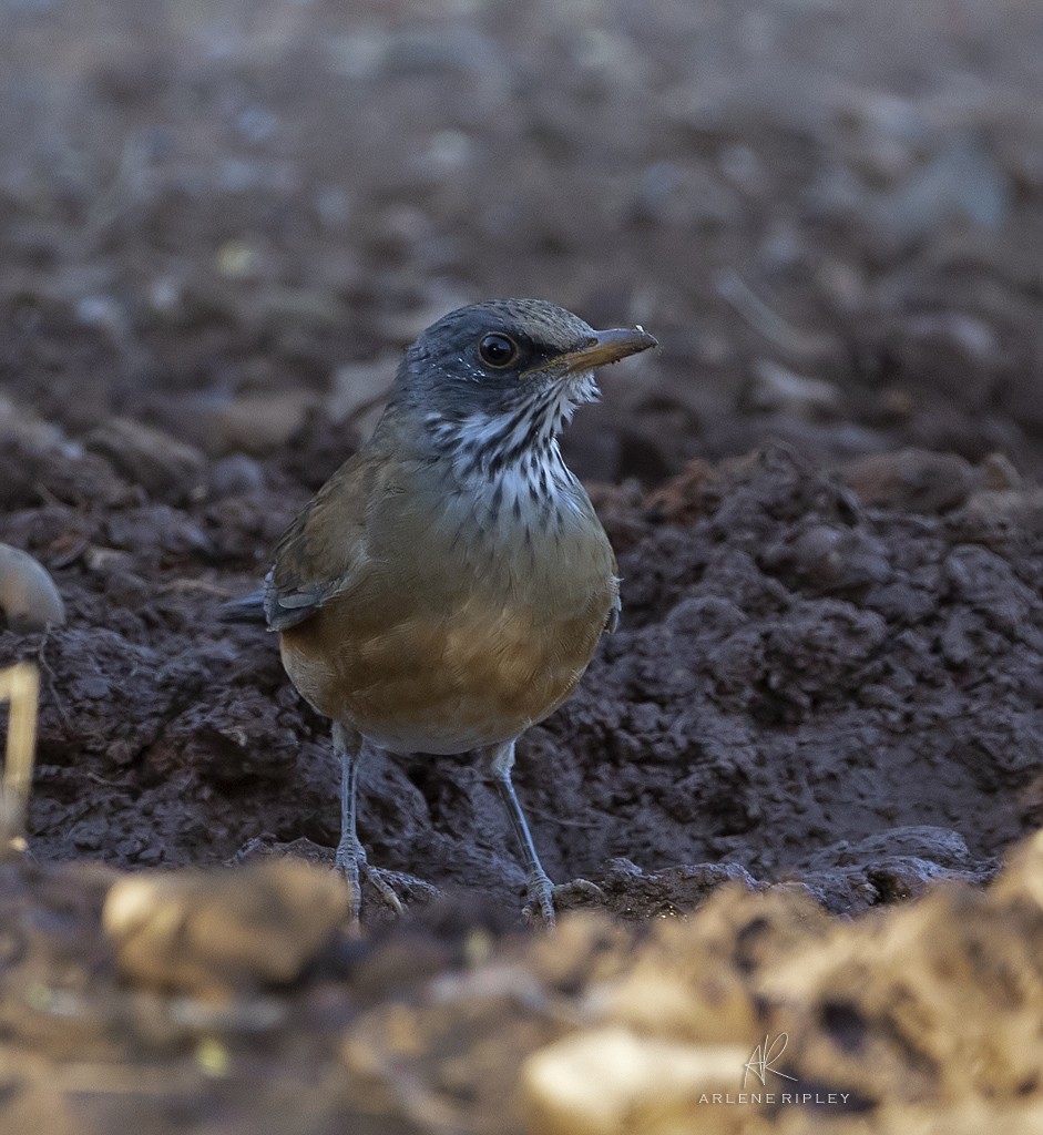 Rufous-backed Robin - ML625027060