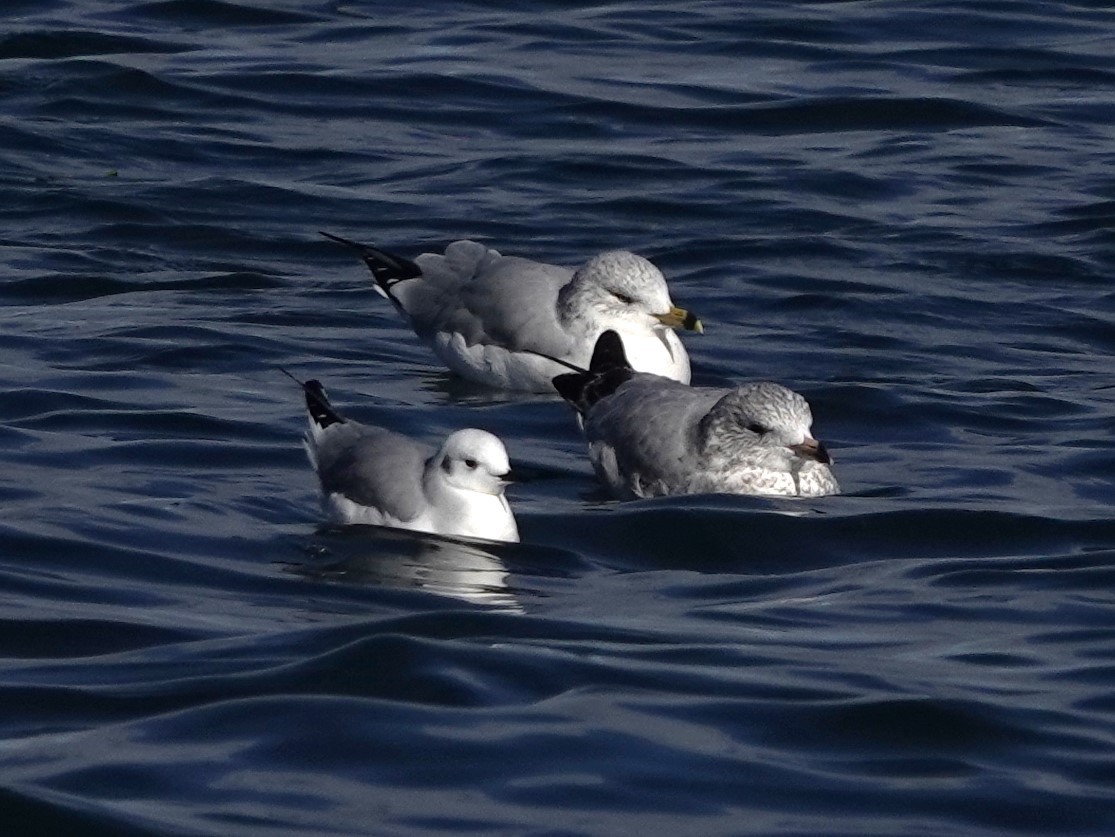 Bonaparte's Gull - ML625027082