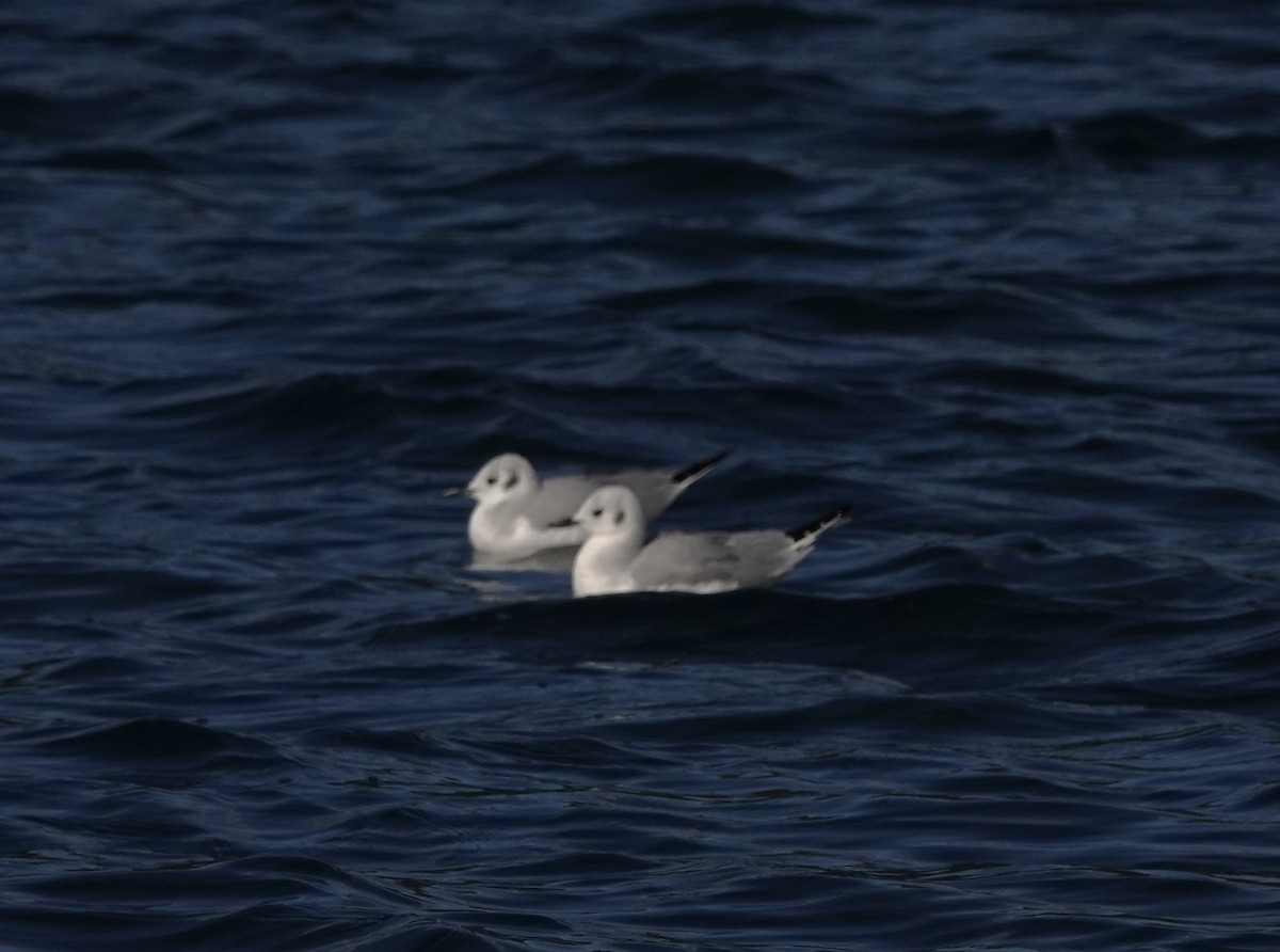 Bonaparte's Gull - ML625027096