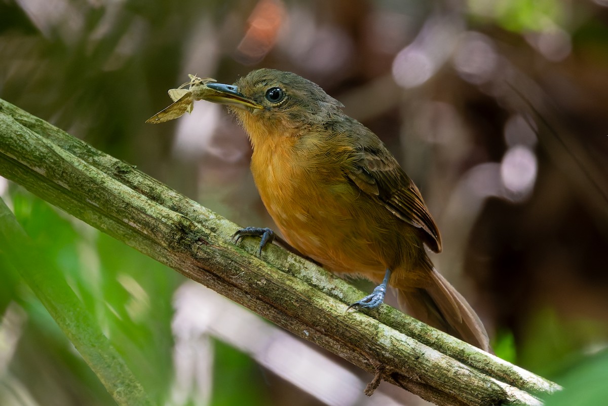 Dusky Antbird - ML625027257