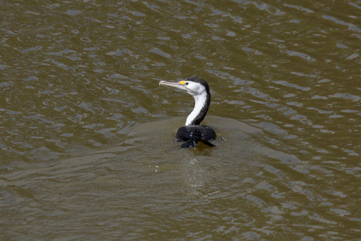 Pied Cormorant - ML625027354