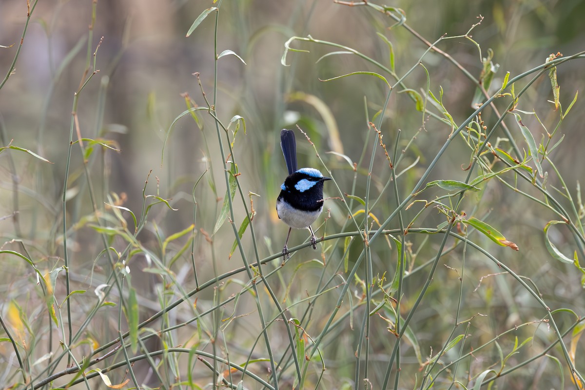 Superb Fairywren - ML625027442