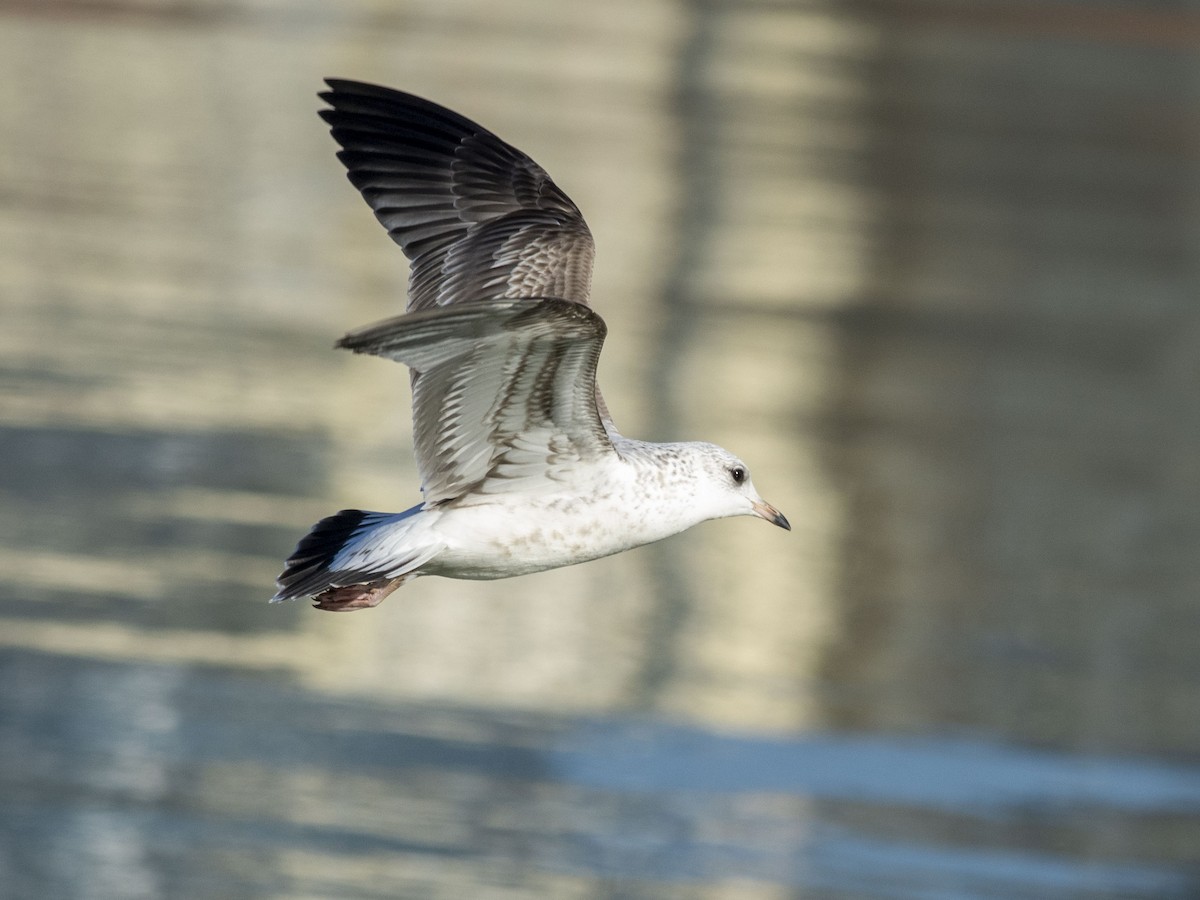 Common Gull (Russian) - ML625027451