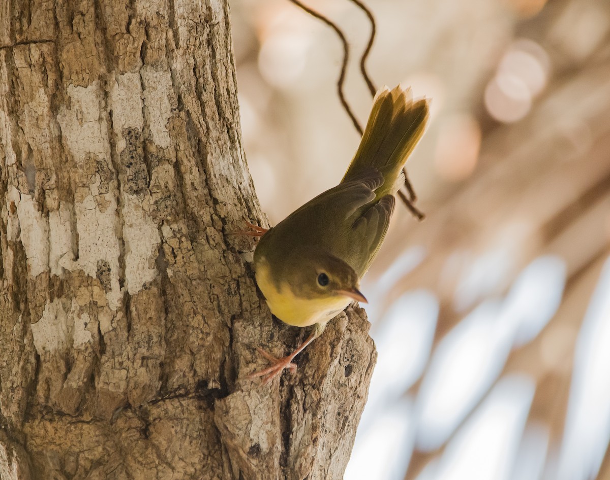 Mourning Warbler - ML625027628