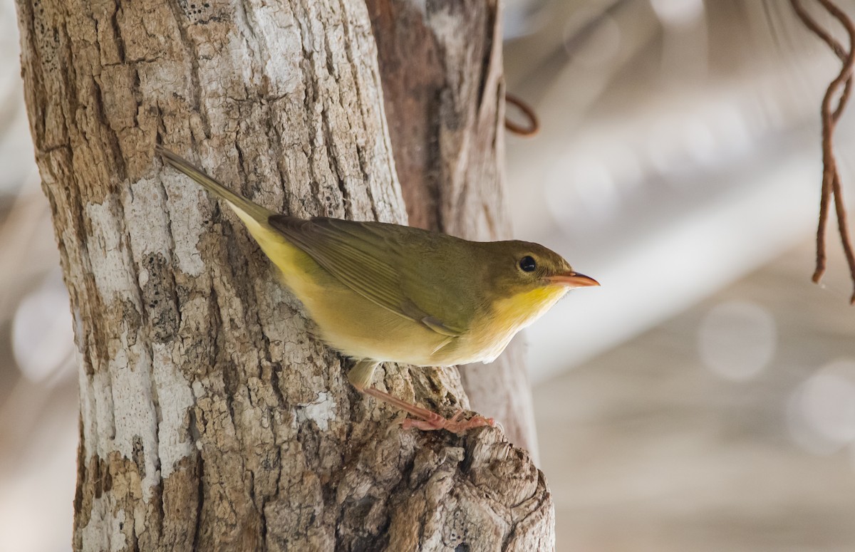 Mourning Warbler - ML625027629