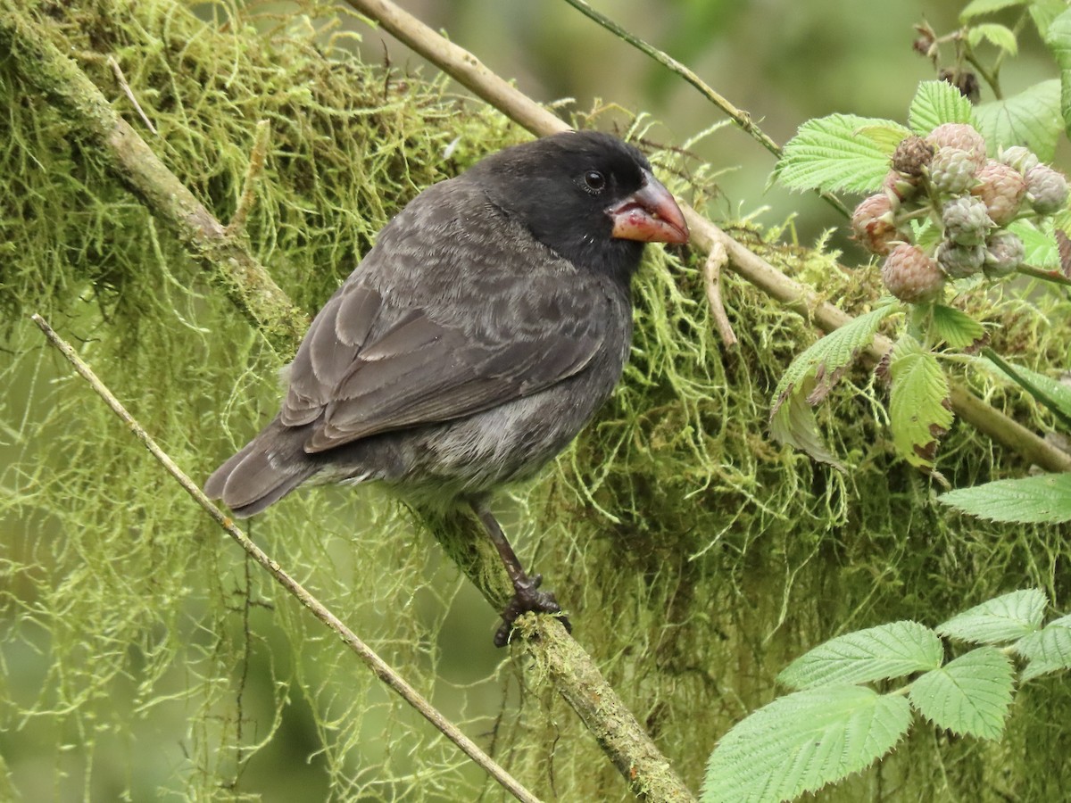 Medium Ground-Finch - ML625027655