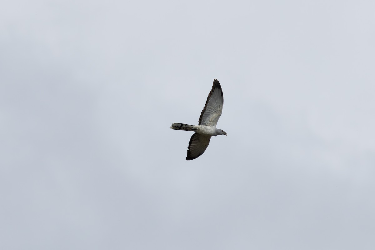 Channel-billed Cuckoo - ML625027725