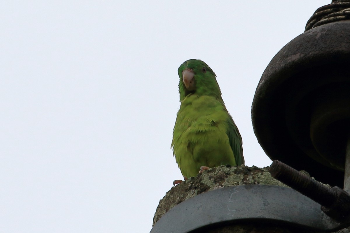 Riparian Parrotlet - ML625027727