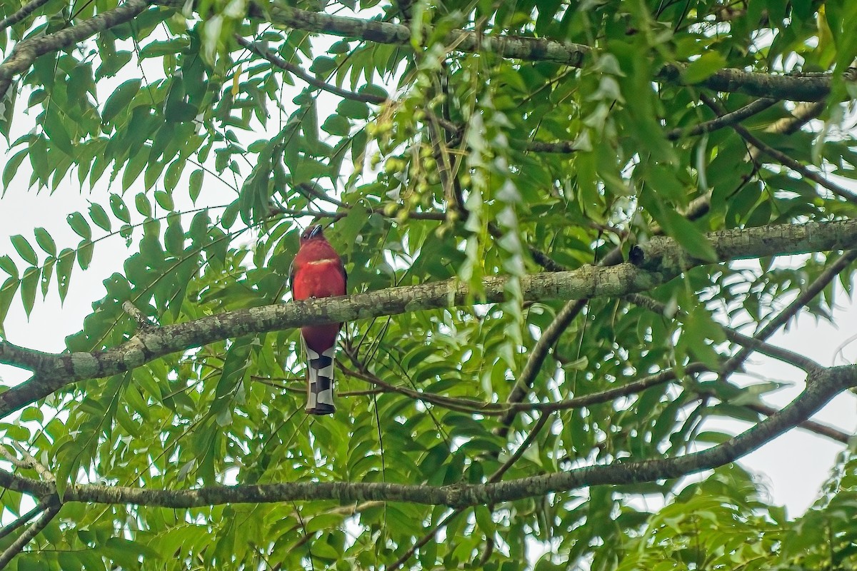 Red-headed Trogon - ML625027731