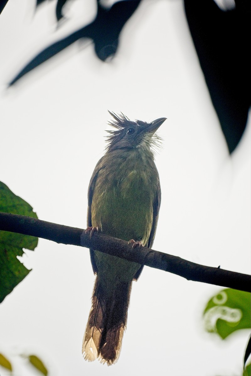 Puff-throated Bulbul (Puff-throated) - ML625027762