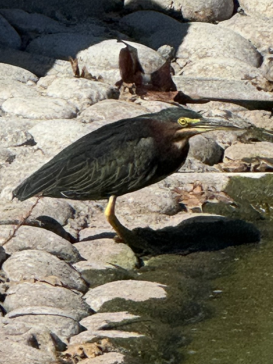 Green Heron - ML625028064