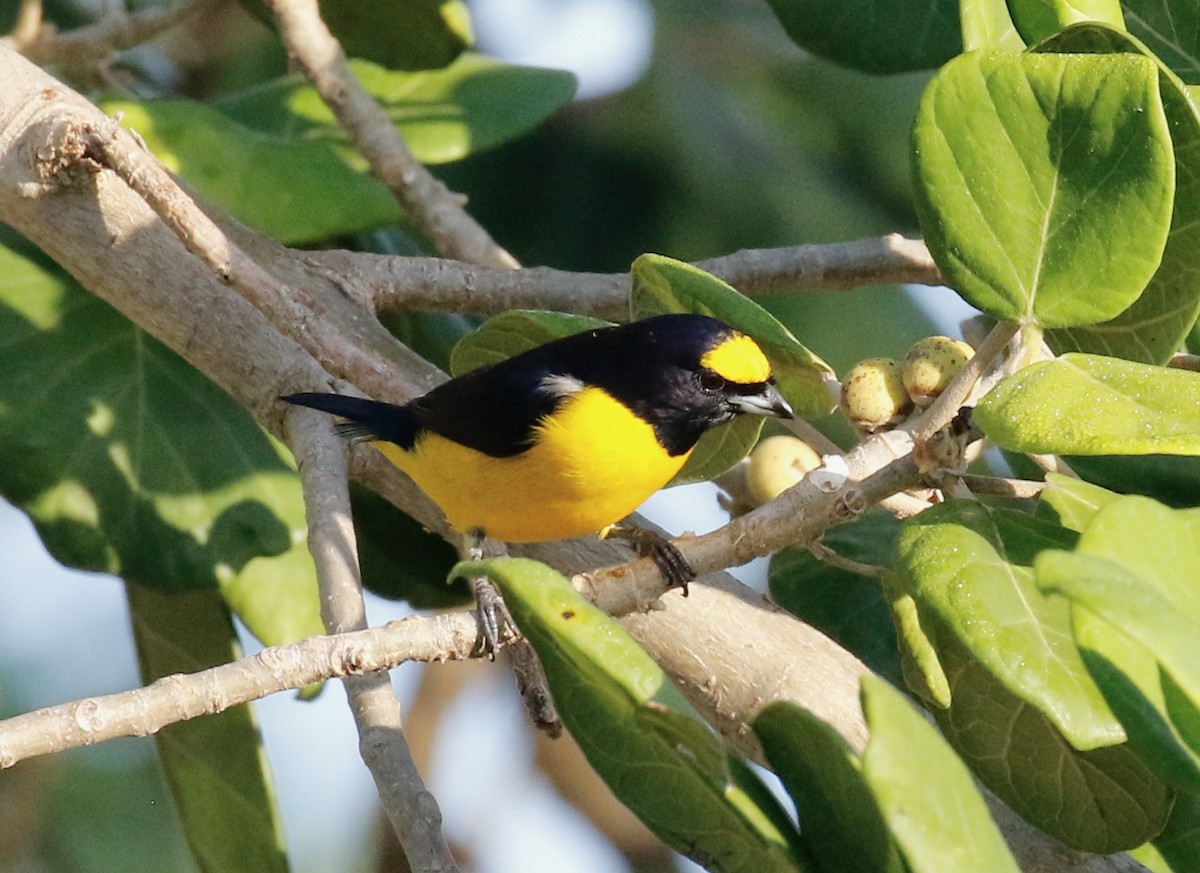 Scrub Euphonia - ML625028184