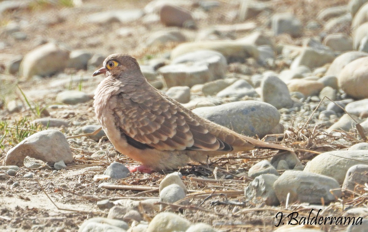 Bare-faced Ground Dove - ML625028209