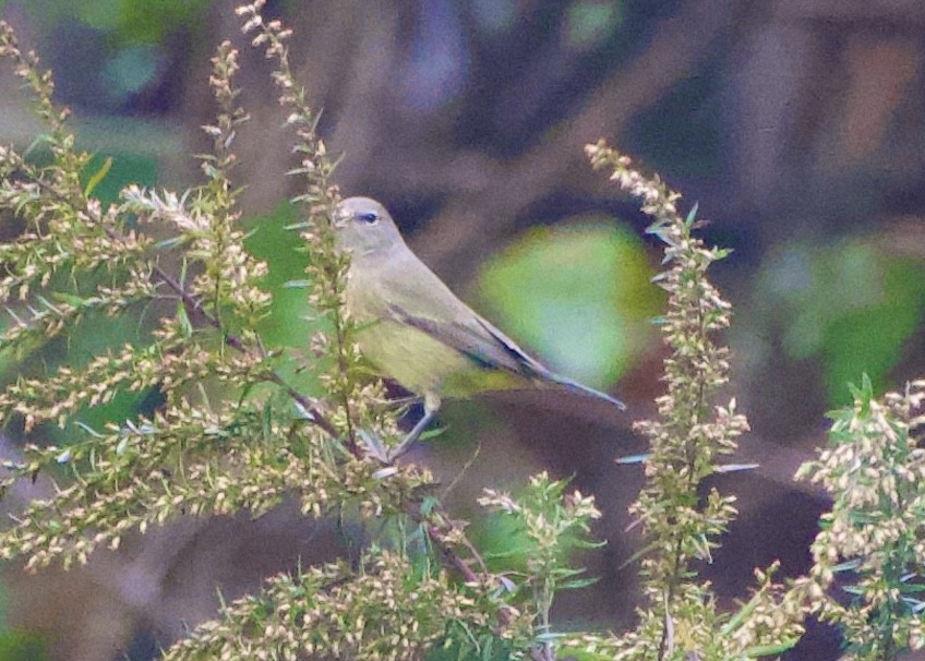 Orange-crowned Warbler - ML625028273