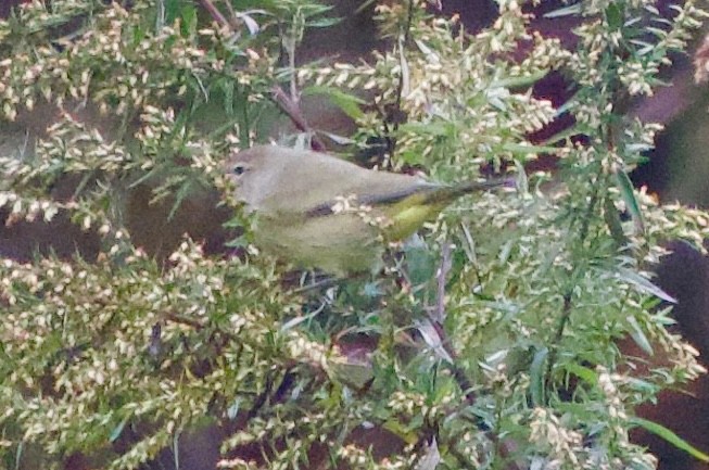 Orange-crowned Warbler - ML625028274
