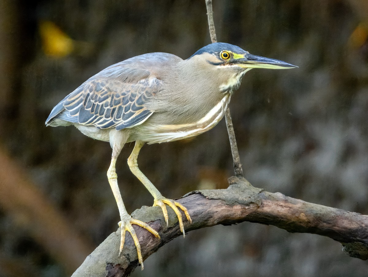 Striated Heron - ML625028329