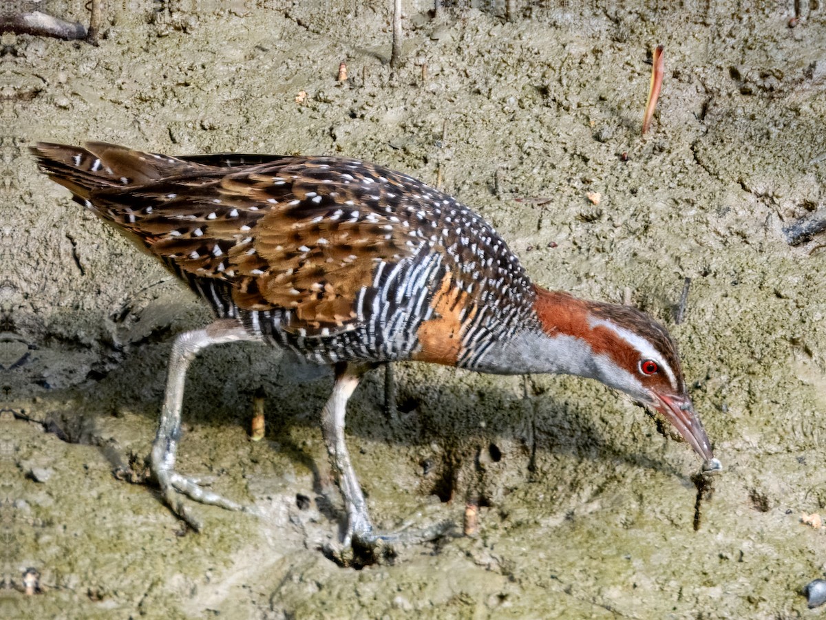 Buff-banded Rail - ML625028360