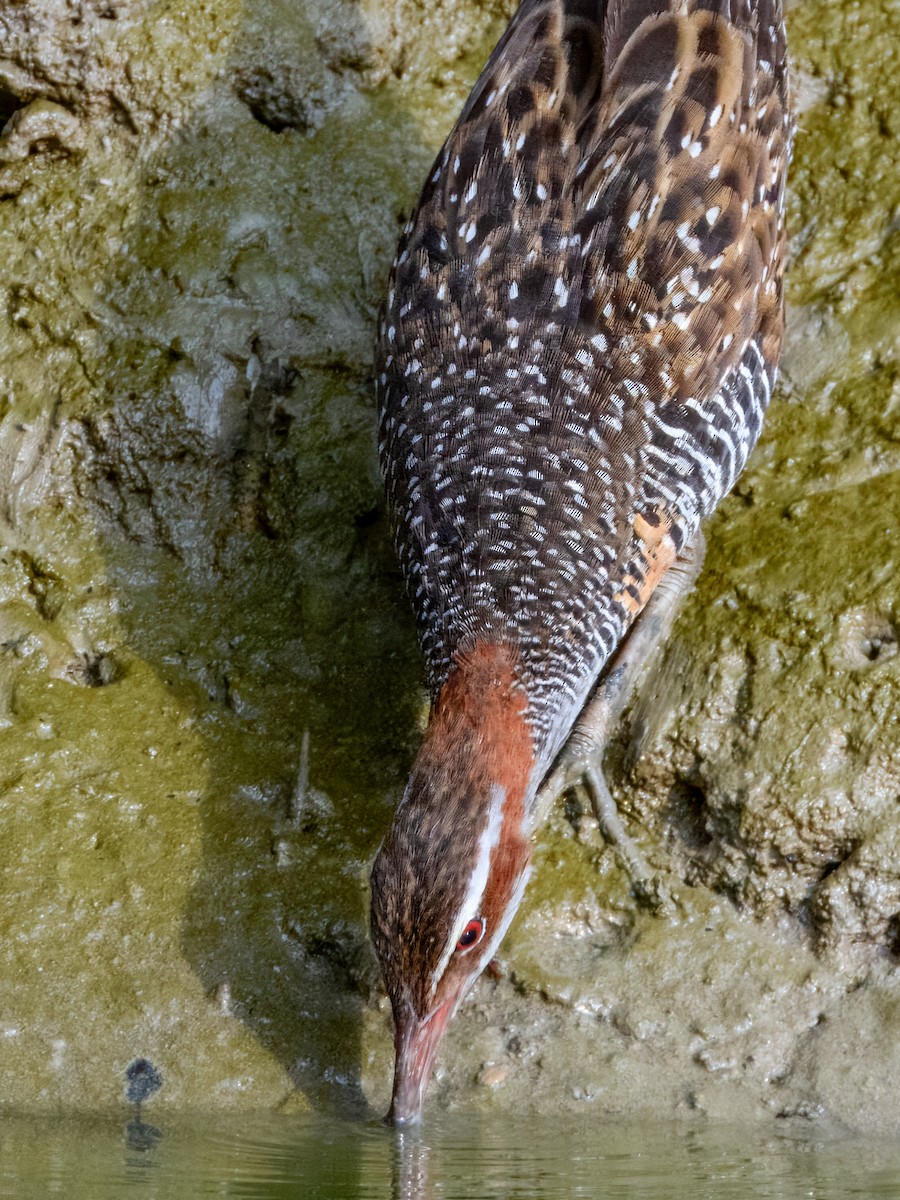 Buff-banded Rail - ML625028364