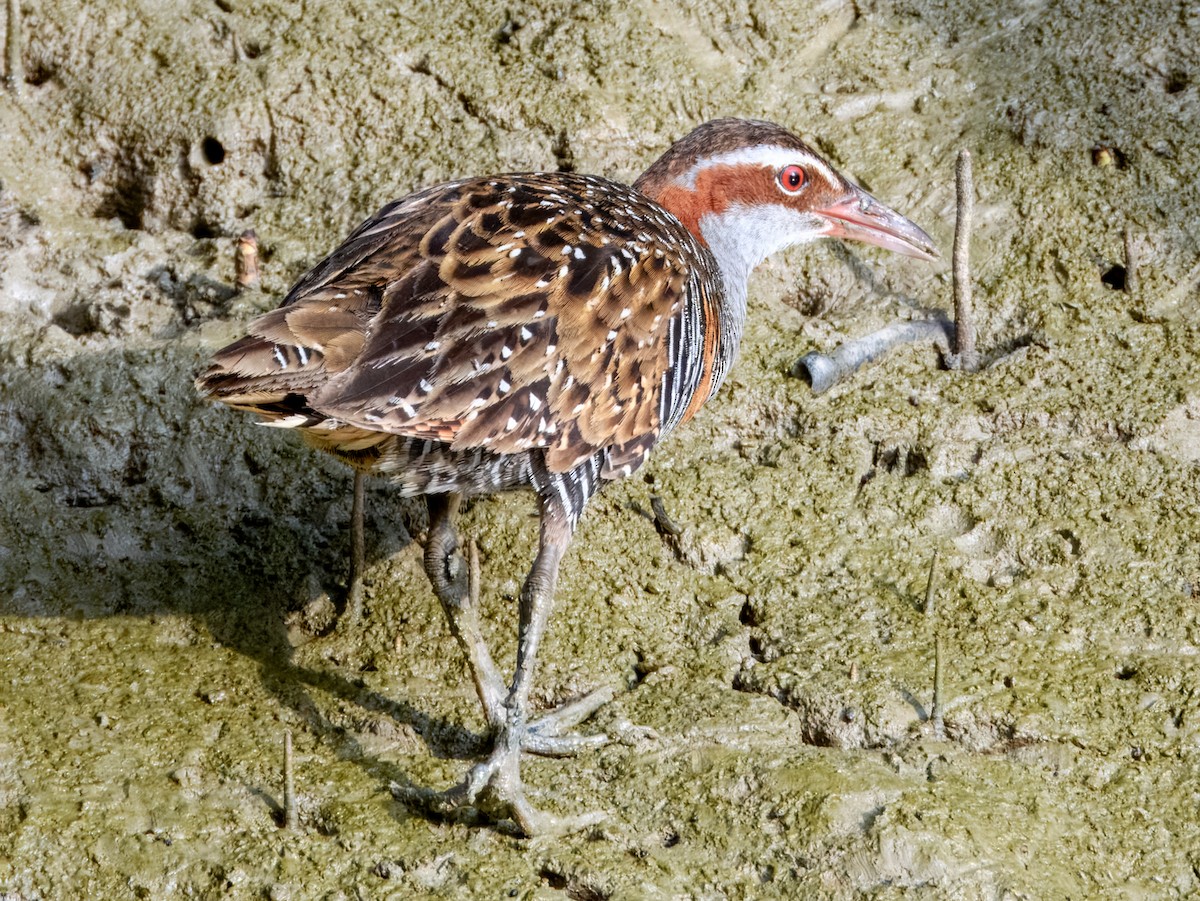 Buff-banded Rail - ML625028368