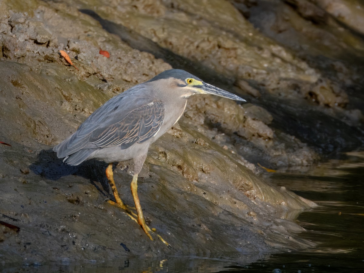 Striated Heron - ML625028372