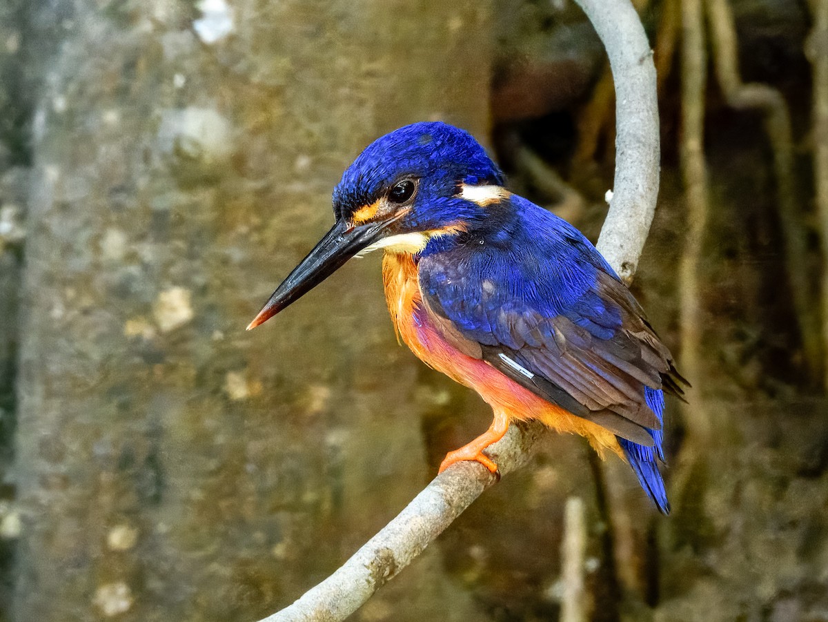 Azure Kingfisher - Imogen Warren