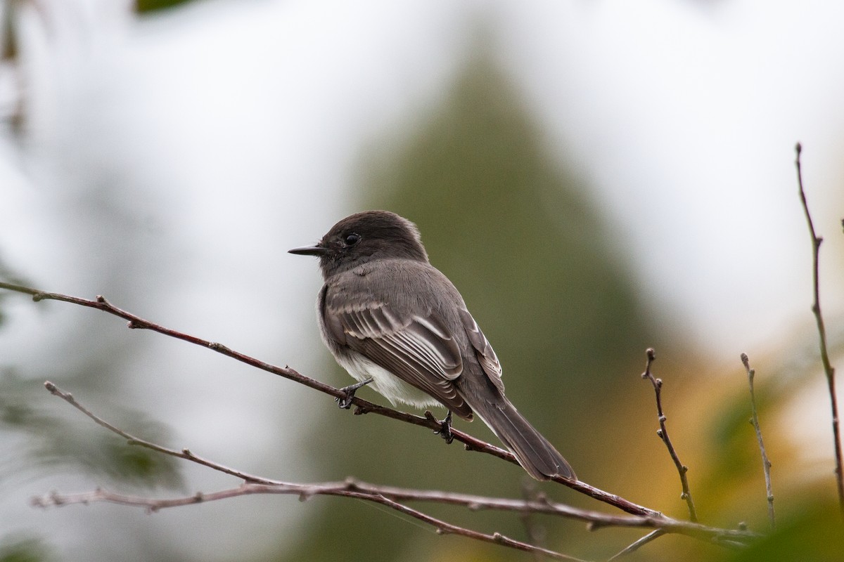 Black Phoebe - ML625028444