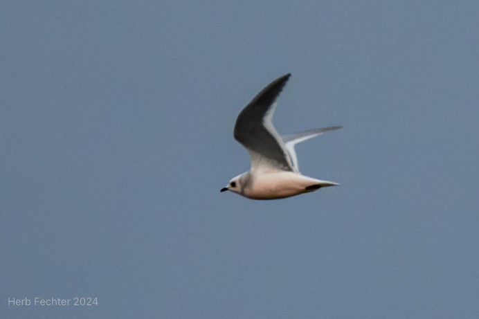 Ross's Gull - ML625028446