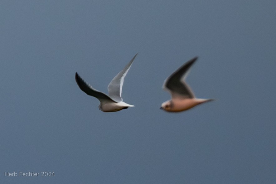 Ross's Gull - ML625028448