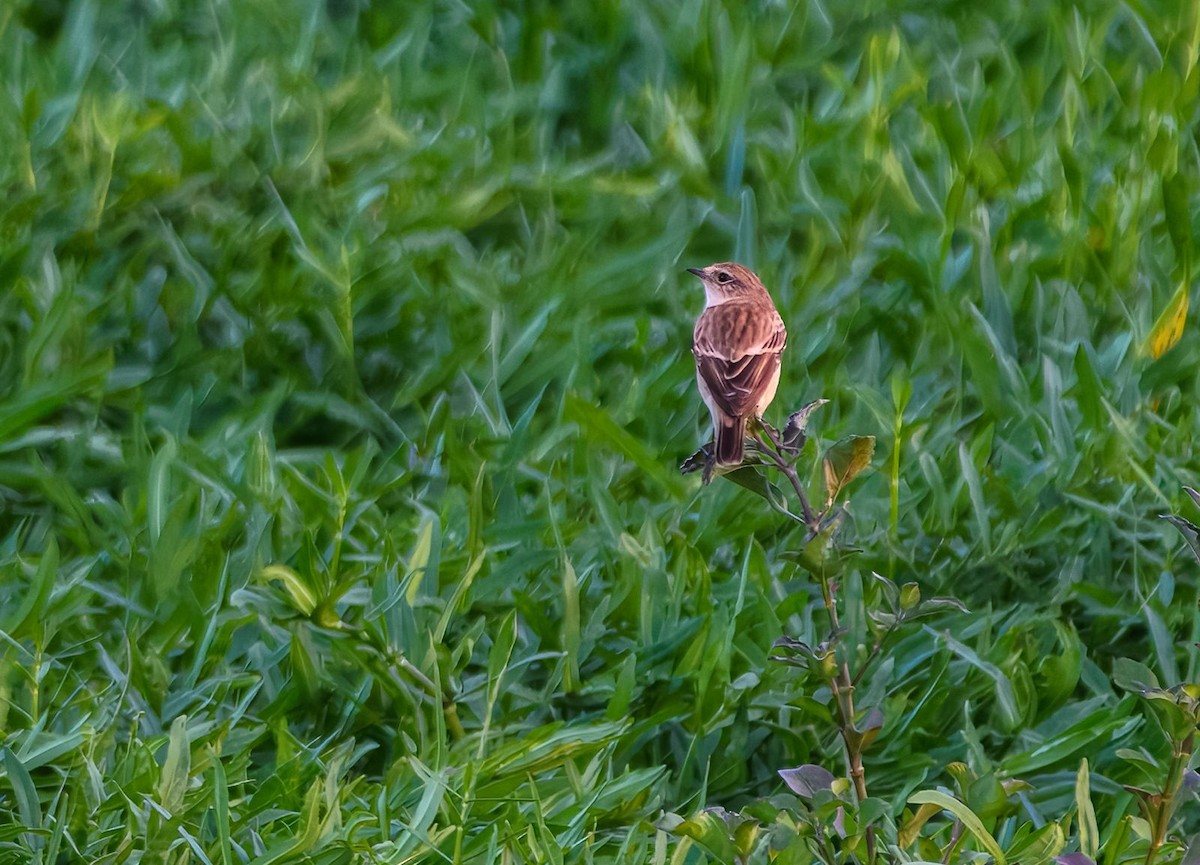 Amur Stonechat - ML625028540