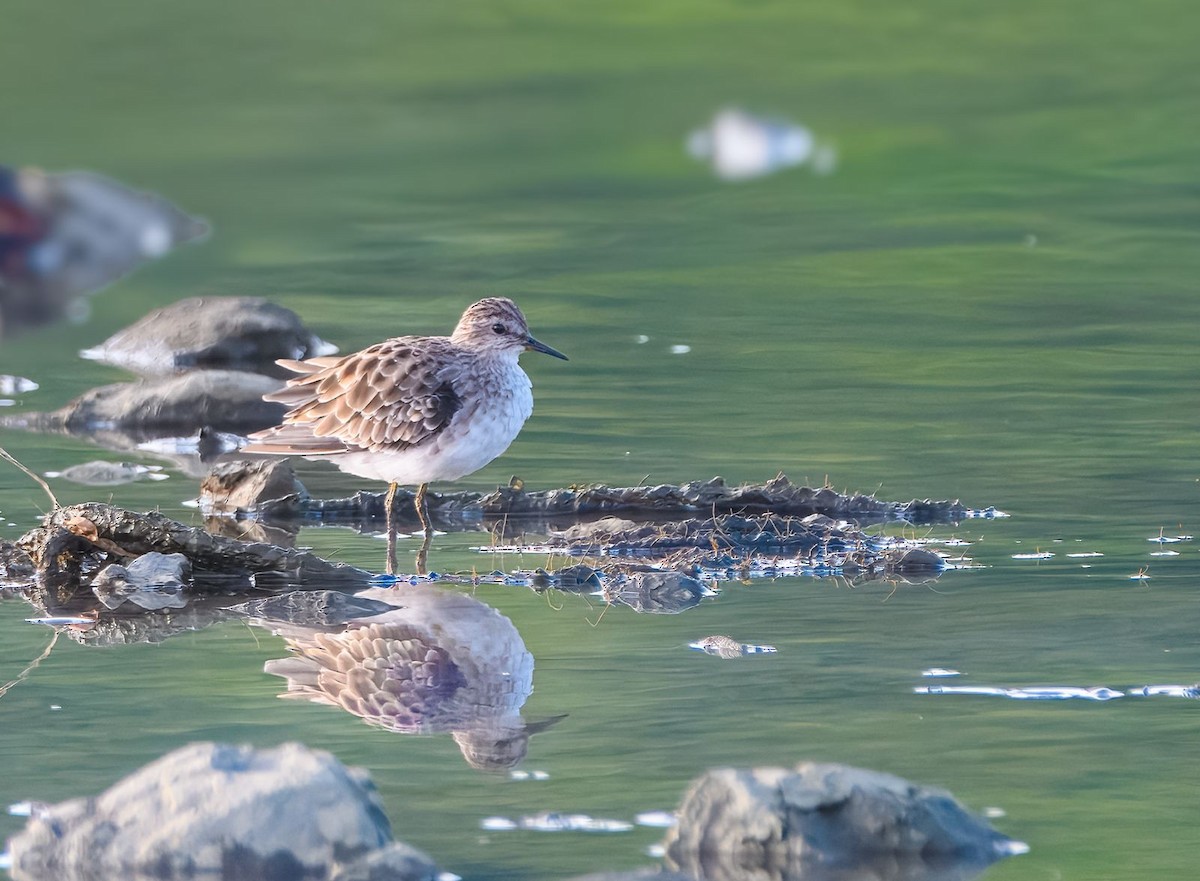 Long-toed Stint - ML625028580