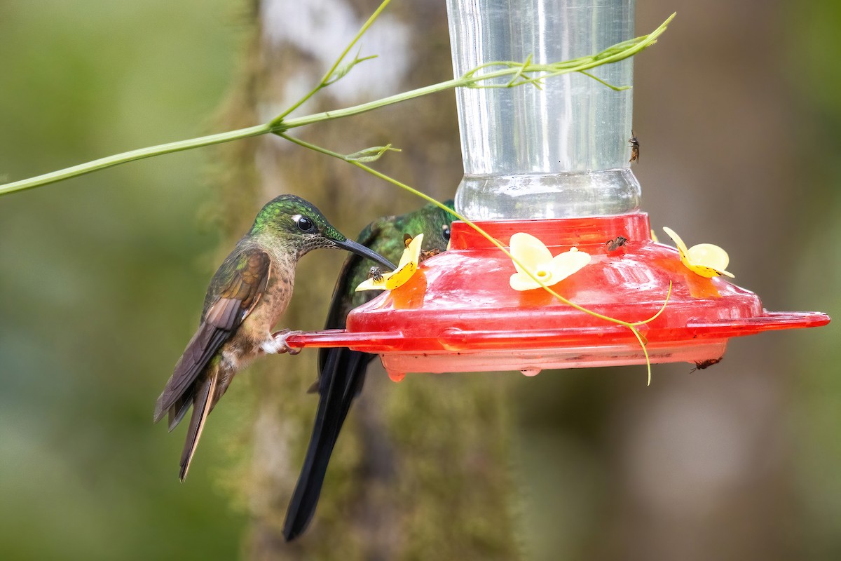 Fawn-breasted Brilliant - ML625028583