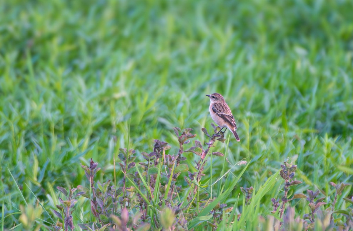Amur Stonechat - ML625028593