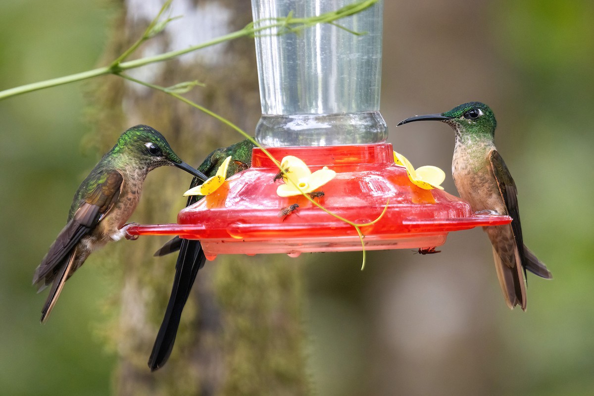 Fawn-breasted Brilliant - Dave Rodriguez