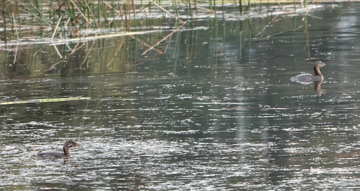 Pied-billed Grebe - ML625028670