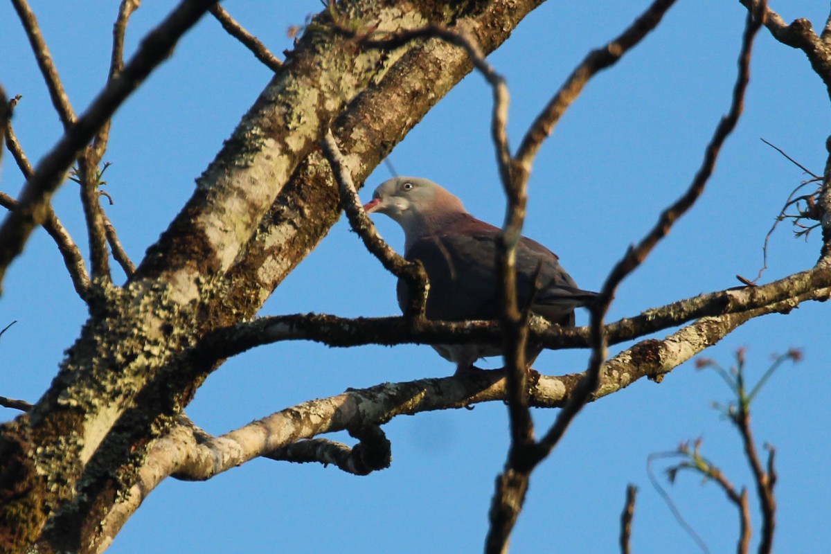 Mountain Imperial-Pigeon - ML625028689