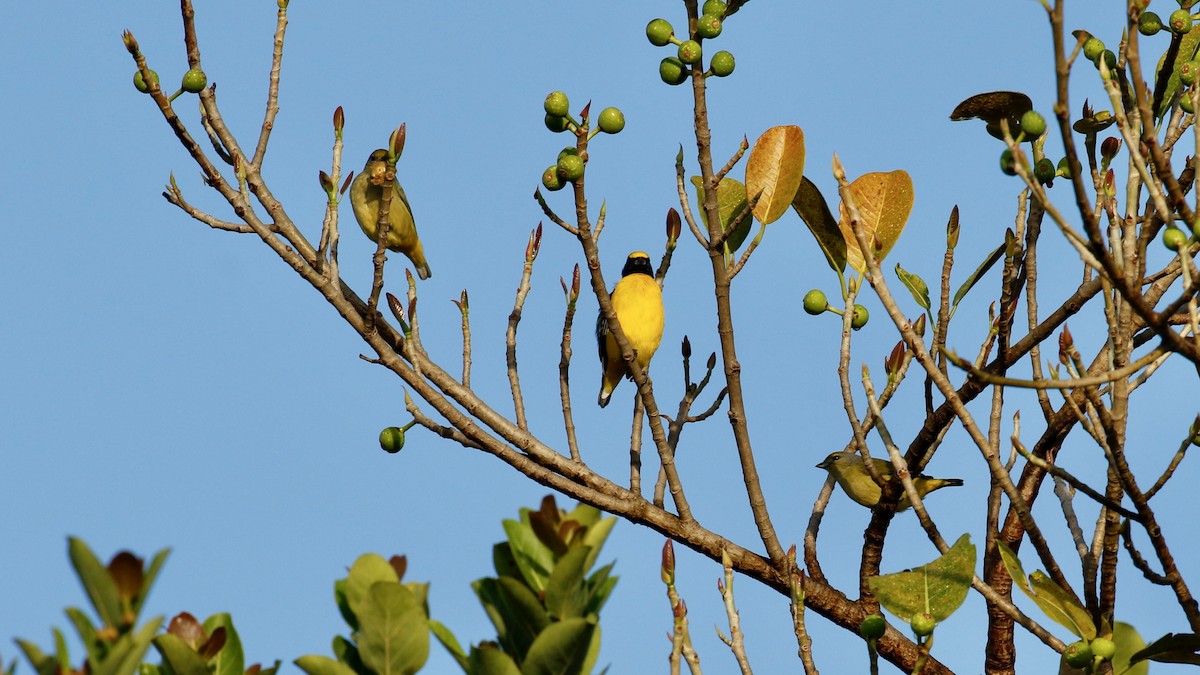 Scrub Euphonia - ML625028706