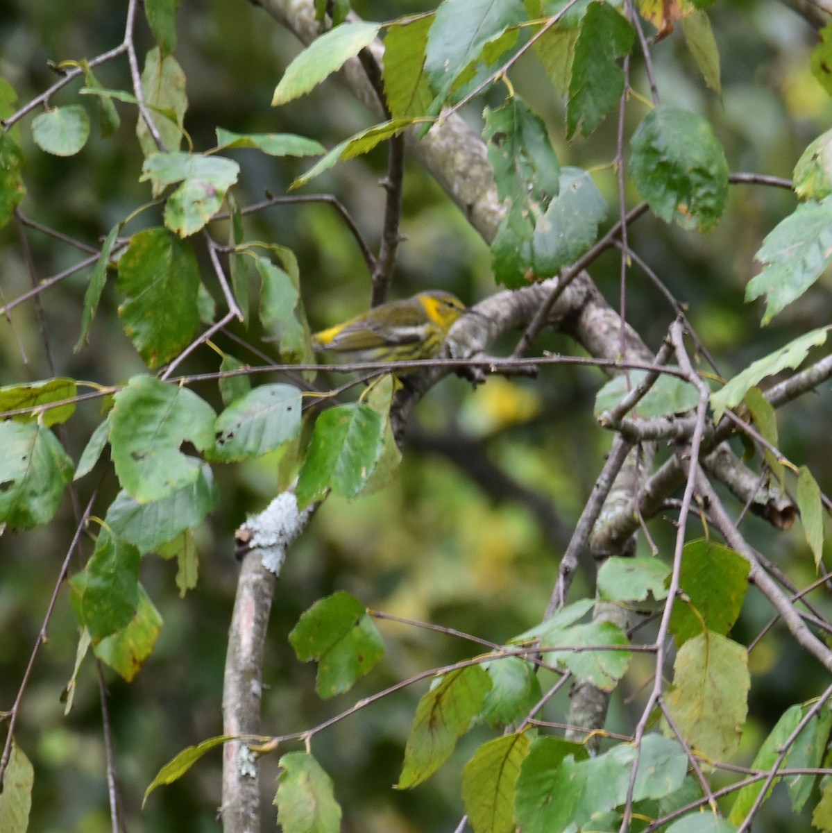 Magnolia Warbler - ML625028730