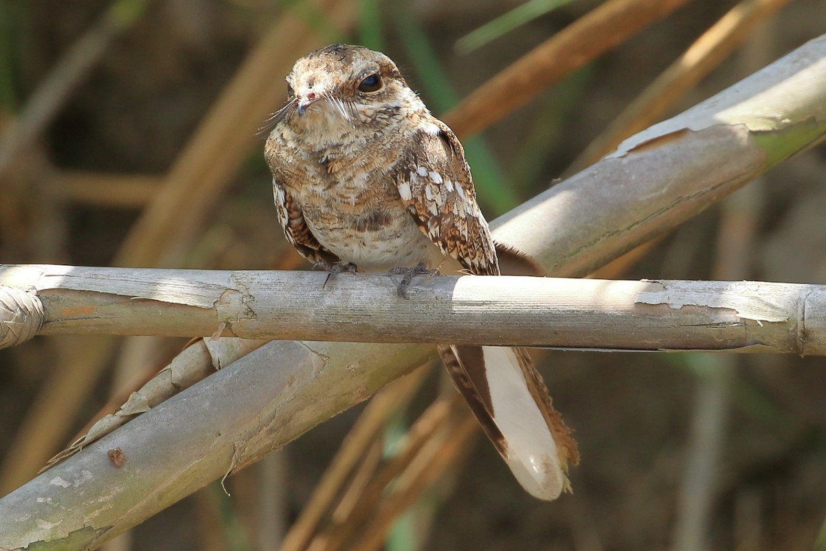 Ladder-tailed Nightjar - ML625028752