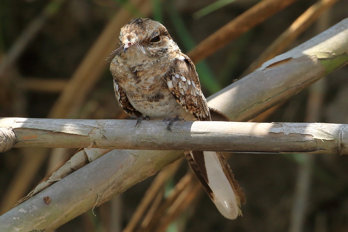 Ladder-tailed Nightjar - ML625028753