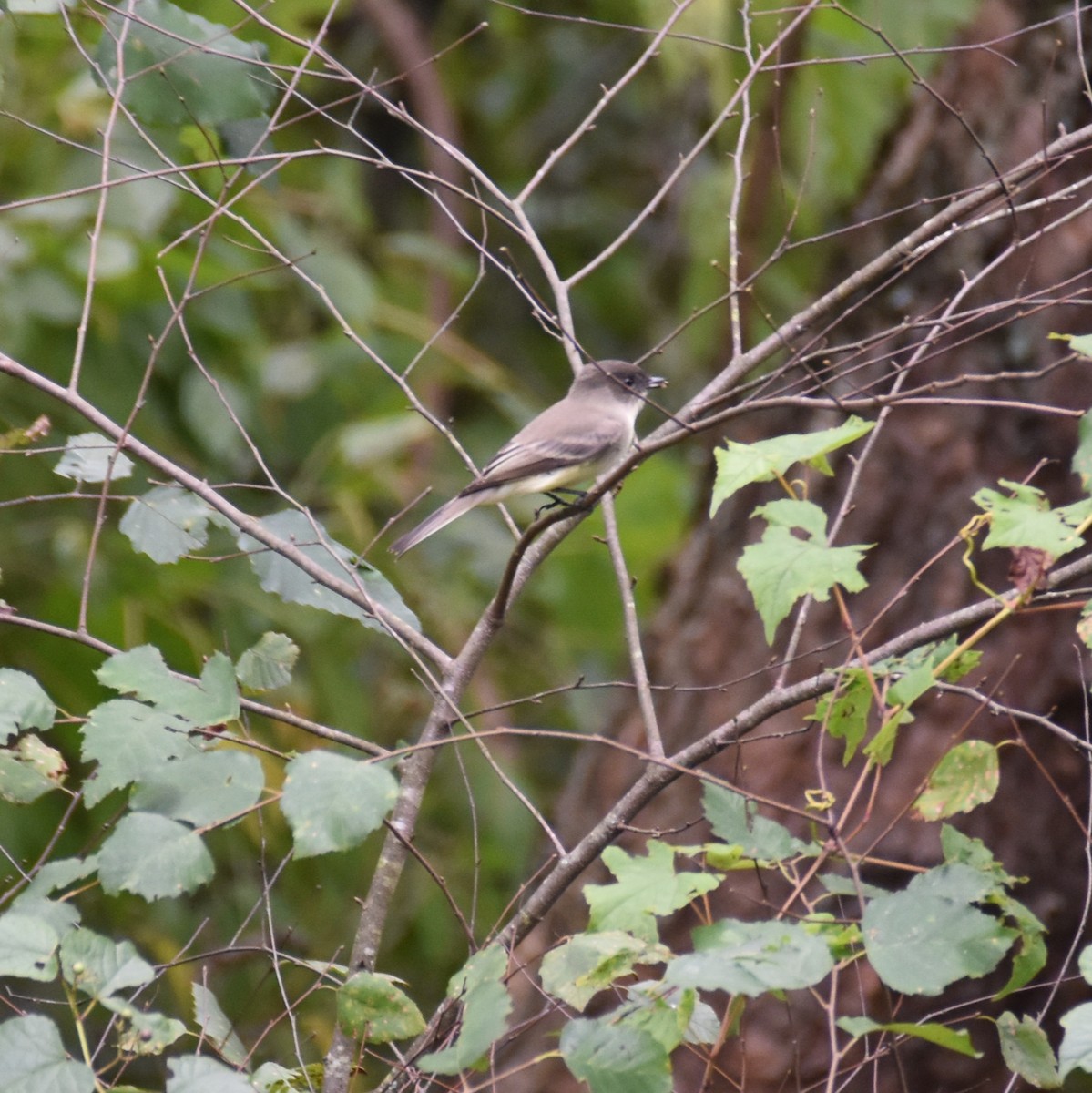 Eastern Phoebe - ML625028754